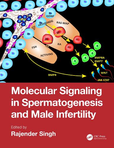 Бумажная книга «Molecular Signaling in Spermatogenesis and Male Infertility» - фото №1