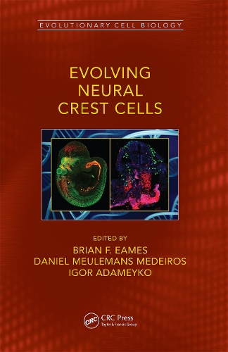 [object Object] «Evolving Neural Crest Cells» - фото №1
