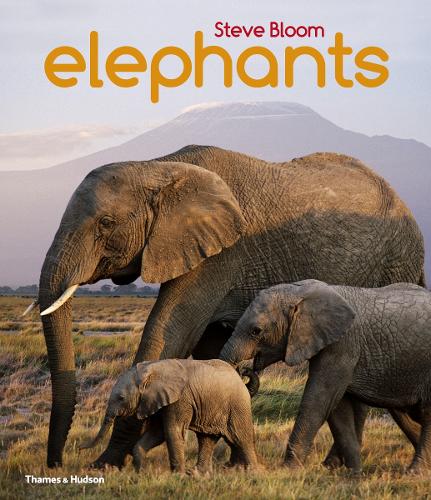 Паперова книга «Elephants», автор Стів Блум - фото №1