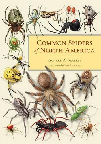 Бумажная книга «Common Spiders of North America», автор Ричард А. Брэдли - фото №1