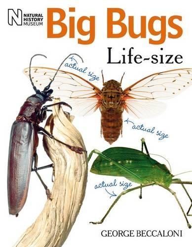 Паперова книга «Big Bugs Life-Size», автор Джордж Беккалоні - фото №1
