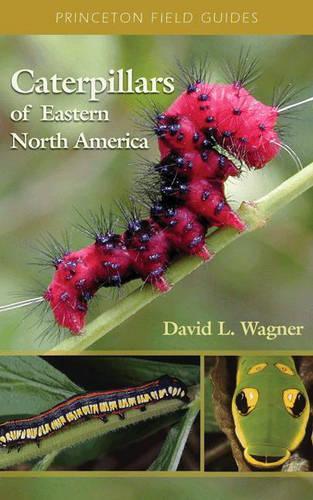 Бумажная книга «Caterpillars of Eastern North America: A Guide to Identification and Natural History», автор Дэвид Вагнер - фото №1