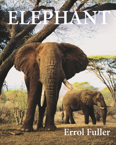 Бумажная книга «Elephant», автор Эррол Фуллер - фото №1