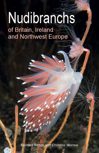 Бумажная книга «Nudibranchs of Britain, Ireland and Northwest Europe: Second Edition», авторов Бернар Пиктон, Кристин Морроу - фото №1