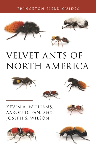 Паперова книга «Velvet Ants of North America», авторів Аарон Д. Пан, Джозеф С. Вілсон, Кевін Вільямс - фото №1