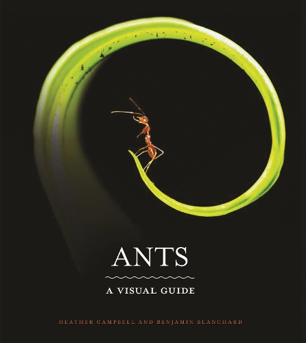 Бумажная книга «Ants: A Visual Guide», авторов Бенджамин Бланшар, Хизер Кэмпбелл - фото №1
