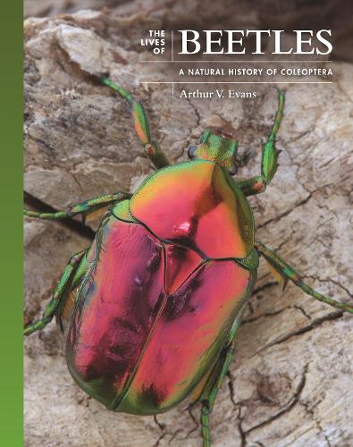 Бумажная книга «The Lives of Beetles: A Natural History of Coleoptera», автор Артур В. Эванс - фото №1
