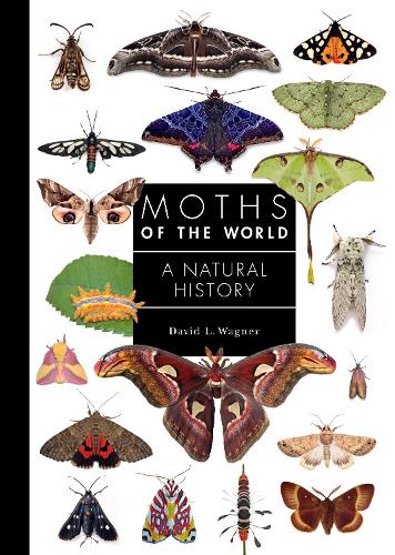 Паперова книга «Moths of the World: A Natural History», автор Девід Вагнер - фото №1