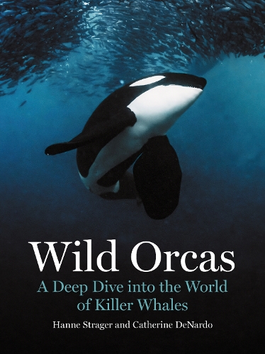 Бумажная книга «Wild Orcas: A Deep Dive into the World of Killer Whales», автор Ханна Страгер - фото №1