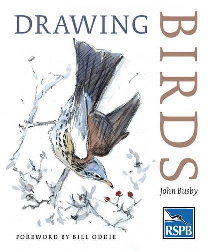Паперова книга «Drawing Birds», автор Джон Басбі - фото №1