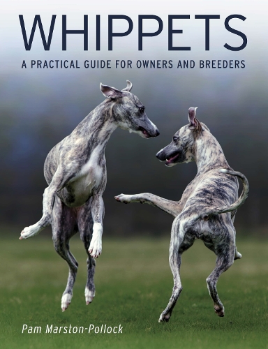[object Object] «Whippets: A Practical Guide for Owners and Breeders», автор Пем Марстон-Поллок - фото №1