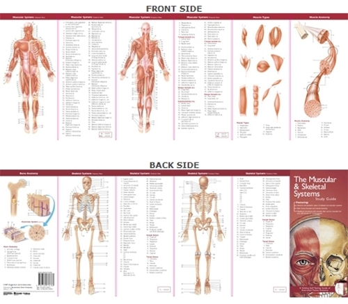 Бумажная книга «Anatomical Chart Company's Illustrated Pocket Anatomy: The Muscular & Skeletal Systems Study Guide» - фото №1