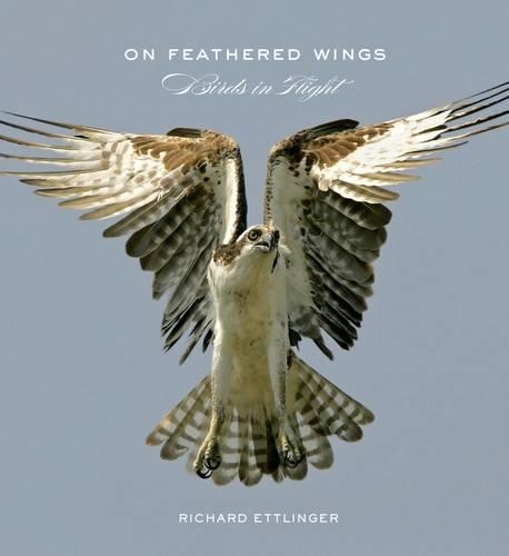 Бумажная книга «On Feathered Wings», автор Ричард Эттлингер - фото №1