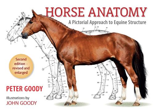 Бумажная книга «Horse Anatomy: A Pictorial Approach to Equine Structure», автор Питер Гуди - фото №1