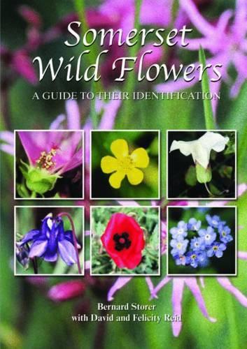 Паперова книга «Somerset Wild Flowers: A Guide to Their Identification», авторів Бернард Сторер, Фелісіті Рід - фото №1