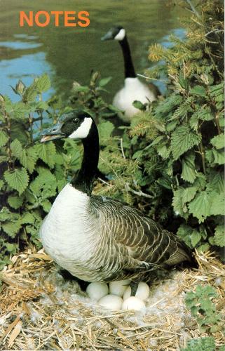 Бумажная книга «Note Book Canada Geese», автор Дэвид Хэнкок - фото №1