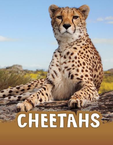 [object Object] «Cheetahs», автор Жаклін Джейкокс - фото №1