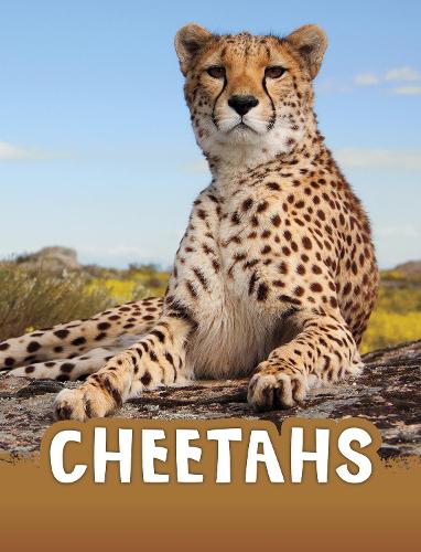 [object Object] «Cheetahs», автор Жаклін Джейкокс - фото №1