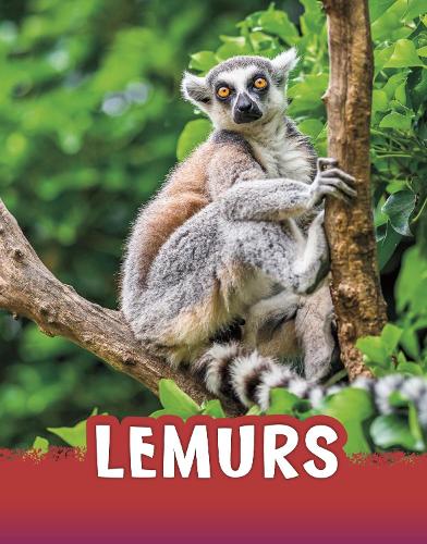 [object Object] «Lemurs», автор Жаклин Джейкокс - фото №1