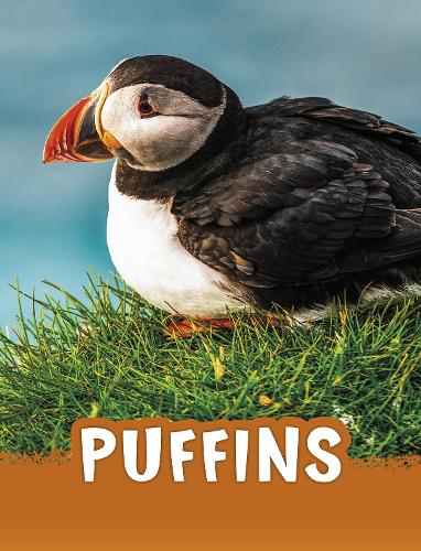 [object Object] «Puffins», автор Жаклін Джейкокс - фото №1