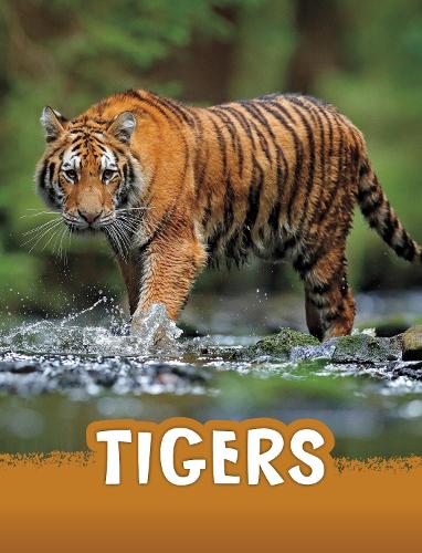 [object Object] «Tigers», автор Жаклін Джейкокс - фото №1