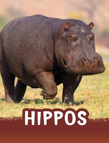 Паперова книга «Hippos», автор Жаклін Джейкокс - фото №1