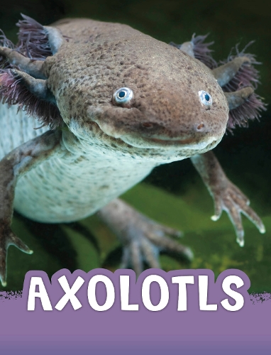 [object Object] «Axolotls», автор Жаклін Джейкокс - фото №1