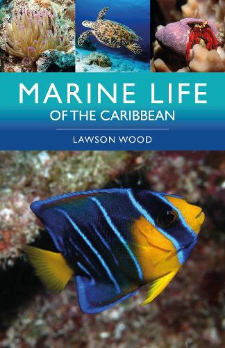 Бумажная книга «Marine Life of the Caribbean», автор Лоусон Вуд - фото №1