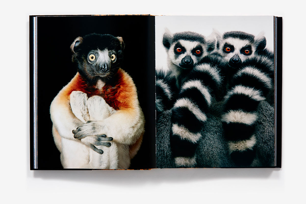 Бумажная книга «Endangered», автор Тим Флэк - фото №1