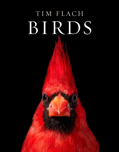 Бумажная книга «Birds», автор Тим Флах - фото №1