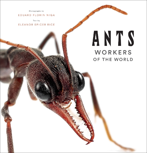 Бумажная книга «Ants: Workers of the World», автор Элеонора Спайсер Райс - фото №1