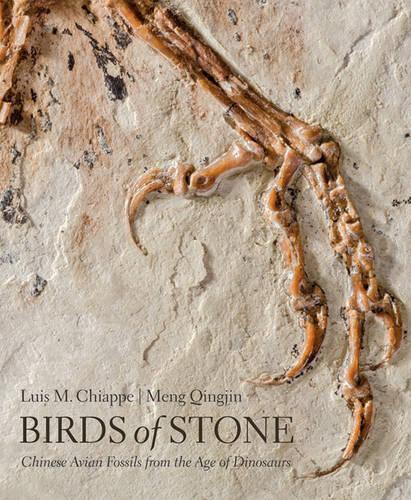 Бумажная книга «Birds of Stone: Chinese Avian Fossils from the Age of Dinosaurs», авторов Луис М. Чиаппе, Мэн Цинцзинь - фото №1