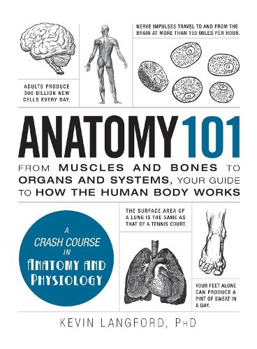 Паперова книга «Anatomy 101», автор Кевін Лангфорд - фото №1
