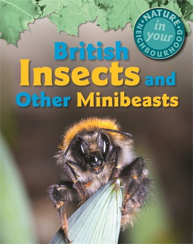 Бумажная книга «Nature in Your Neighbourhood: British Insects and other Minibeasts», автор Клэр Коллинсон - фото №1