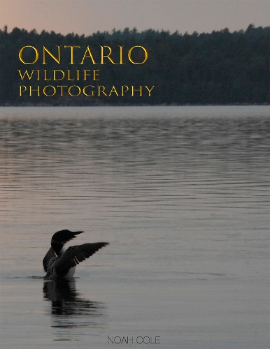 Бумажная книга «Ontario Wildlife Photography», автор Ной Коул - фото №1