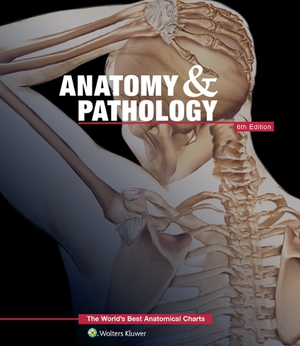 Paper book «Anatomy & Pathology:The World's Best Anatomical Charts Book», author Anatomical Chart Company - фото №1