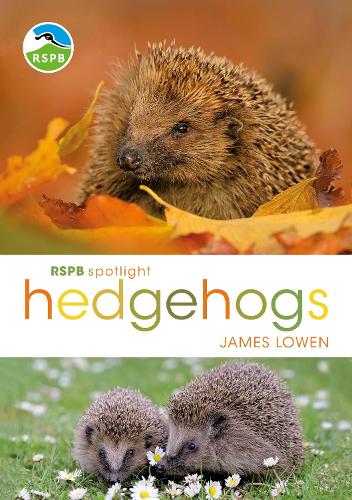 Бумажная книга «RSPB Spotlight Hedgehogs», автор Джеймс Лоуэн - фото №1