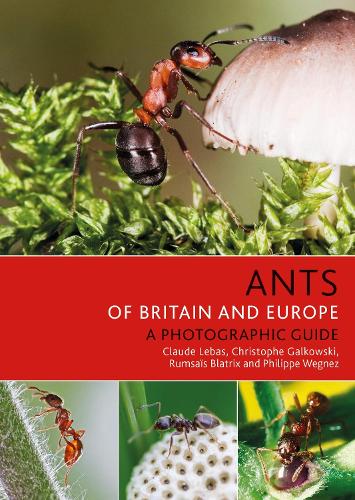 Бумажная книга «Ants of Britain and Europe», авторов Кристоф Галковски, Клод Лебас, Филипп Вегнез, Румсаис Блатрикс - фото №1