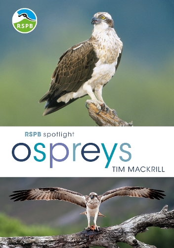 Бумажная книга «RSPB Spotlight Ospreys», автор Тим Макрилл - фото №1