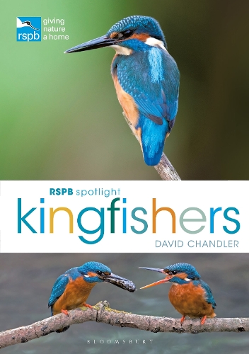 Бумажная книга «RSPB Spotlight Kingfishers», автор Дэвид Чандлер - фото №1