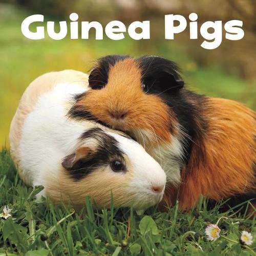 Паперова книга «Guinea Pigs», автор Ліза Дж. Амстуц - фото №1