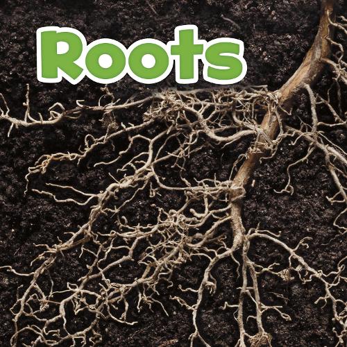 Паперова книга «Roots», автор Марісса Кіркман - фото №1