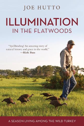 Бумажная книга «Illumination in the Flatwoods: A Season Living Among the Wild Turkey», автор Джо Хатто - фото №1