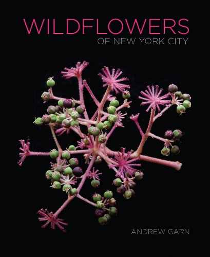 Бумажная книга «Wildflowers of New York City», автор Эндрю Гарн - фото №1