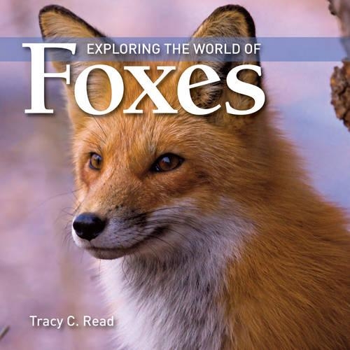 Бумажная книга «Exploring the World of Foxes», автор Трейси К. Рид - фото №1