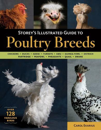 Бумажная книга «Storey's Illustrated Guide to Poultry Breeds: Chickens, Ducks, Geese, Turkeys, Emus, Guinea Fowl, Ostriches, Partridges, Peafowl, Pheasants, Quails, Swans», автор Кэрол Экариус - фото №1