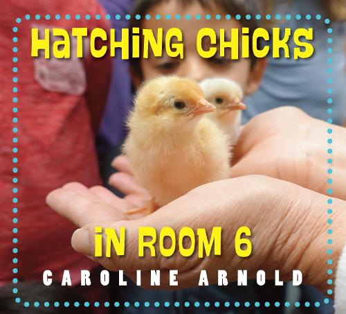 Бумажная книга «Hatching Chicks in Room 6», автор Каролина Арнольд - фото №1