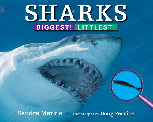 Паперова книга «Sharks: Biggest! Littlest!», автор Сандра Маркл - фото №1