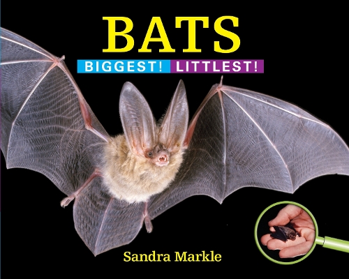 Паперова книга «Bats: Biggest! Littlest!», автор Сандра Маркл - фото №1