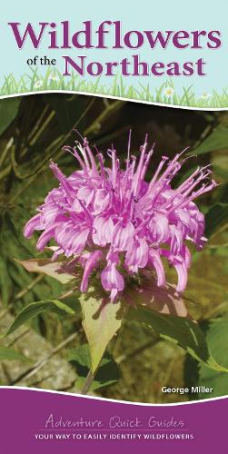 Бумажная книга «Wildflowers of the Northeast: Your Way to Easily Identify Wildflowers», автор Джордж Миллер - фото №1